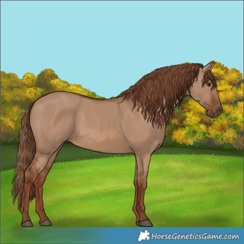 Horse Color:Red Dun 