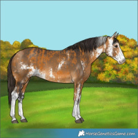 Horse Color:Buckskin Sabino  and Buckskin Sabino 