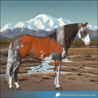 Horse Color:Bay Sabino  and Silver Bay Sabino Varnish 