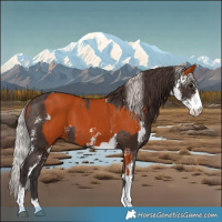 Horse Color:Bay Sabino  and Silver Bay Sabino Appaloosa 