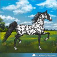 Horse Color:Black Near Leopard 