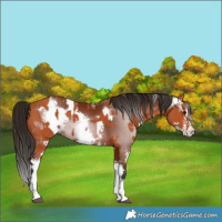 Horse Color:Bay Sabino  and Gray Bay Sabino 