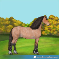 Horse Color:Bay Roan
