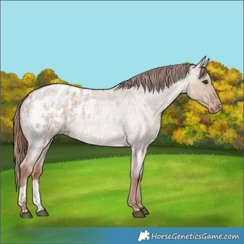 Horse Color:Red Dun Roan Appaloosa  and Red Dun Roan Appaloosa 