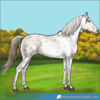 Horse Color:Red Dun Roan Blanket and Red Dun Roan Blanket