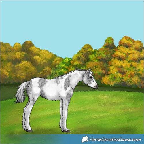 Horse Color:White Spotted Black Splash Tobiano Frame Varnish 