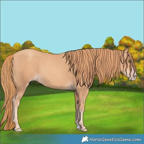 Horse Color:Gold Champagne Splash