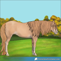 Horse Color:Gold Champagne Splash 
