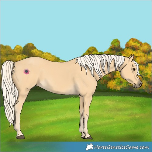 Horse Color:Palomino 