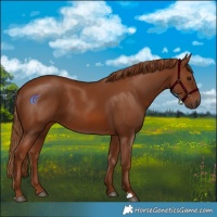 Horse Color:Chestnut 