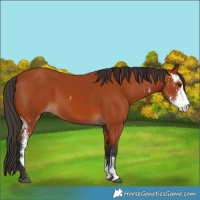 Horse Color:Bay Sabino  and Bay Sabino Rabicano 