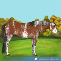 Horse Color:Bay Sabino  and Bay Sabino 