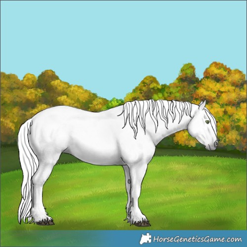 Horse Color:Gray White Spotted Silver Grullo Rabicano 