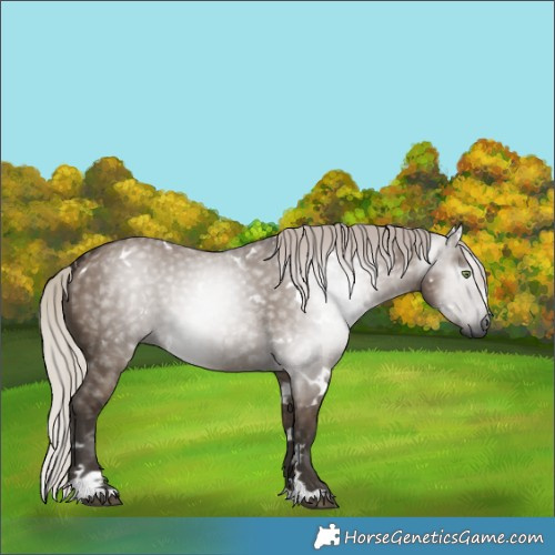 Horse Color:Gray White Spotted Silver Grullo Rabicano 
