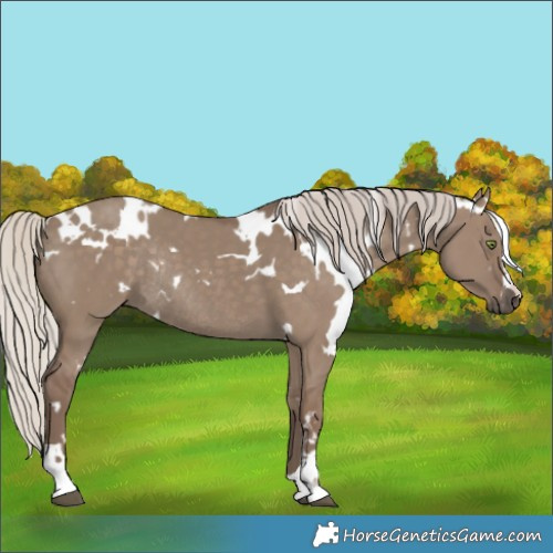 Horse Color:White Spotted Silver Grullo Rabicano