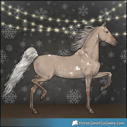Horse Color:White Spotted Silver Grullo Rabicano 