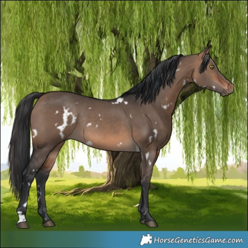 Horse Color:White Spotted Brown Dun Rabicano
