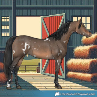 Horse Color:White Spotted Brown Dun Rabicano 