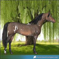 Horse Color:White Spotted Brown Dun Rabicano 