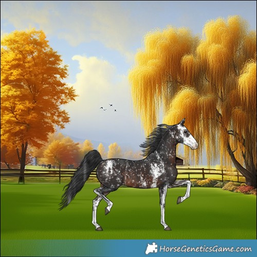 Horse Color:Brown Sabino Appaloosa and Brown Sabino Appaloosa