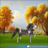 Horse Color:Brown Sabino Appaloosa and Brown Sabino Appaloosa