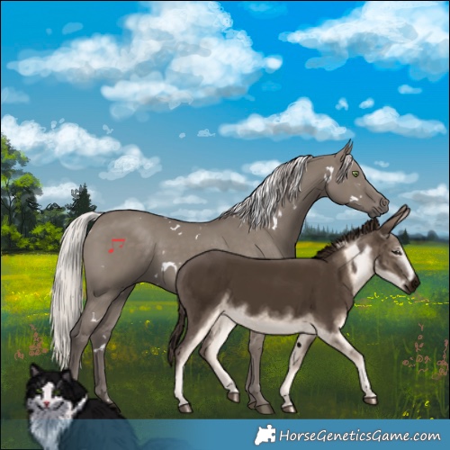 Horse Color:White Spotted Silver Grullo Rabicano 