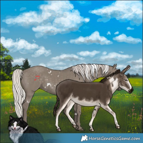 Horse Color:White Spotted Silver Grullo Rabicano 