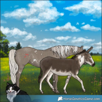 Horse Color:White Spotted Silver Grullo Rabicano