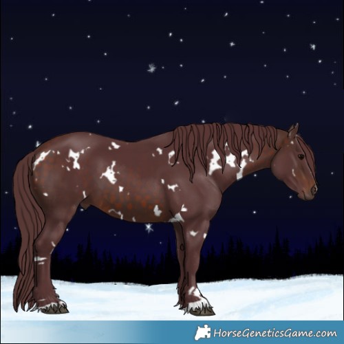 Horse Color:White Spotted Chocolate Bay 