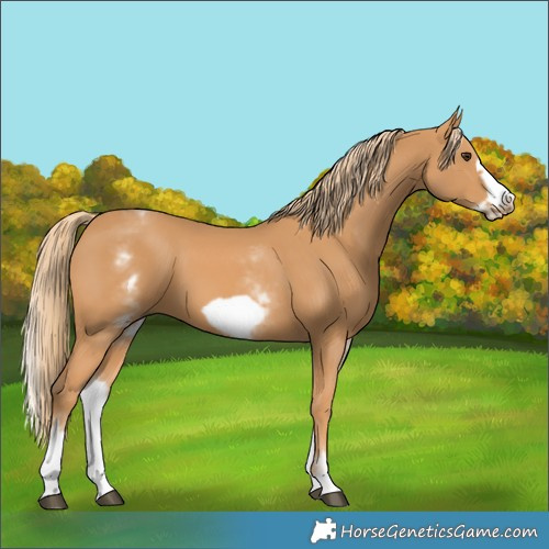 Horse Color:White Spotted Chestnut Frame
