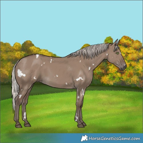 Horse Color:White Spotted Silver Grullo Rabicano 