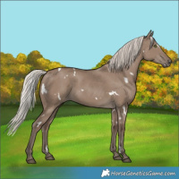 Horse Color:White Spotted Silver Grullo Rabicano 