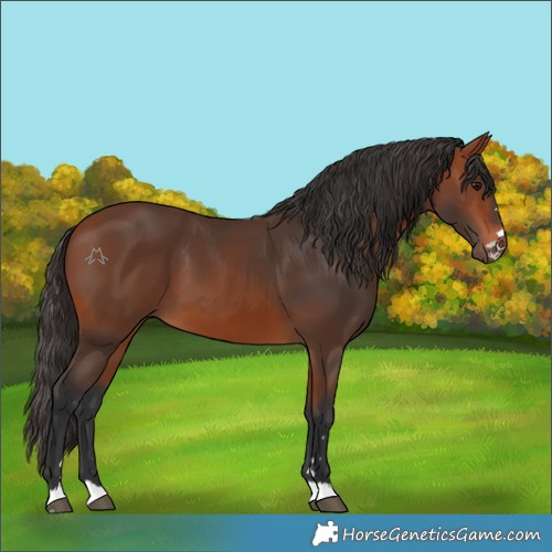 Horse Color:Bay 
