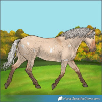 Horse Color:White Spotted Silver Bay Dun Rabicano 