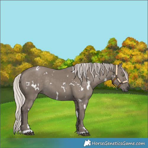 Horse Color:White Spotted Silver Grullo Rabicano