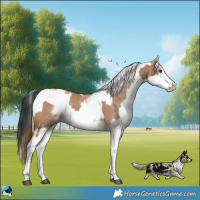 Horse Color:White Spotted Red Dun Rabicano  and White Spotted Grullo Rabicano 