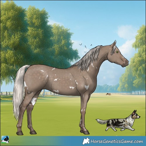 Horse Color:White Spotted Silver Grullo Rabicano