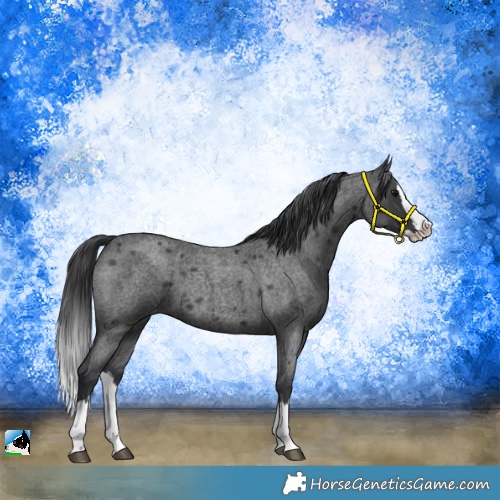 Horse Color:Blue Roan Splash 