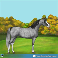 Horse Color:Blue Roan Splash 