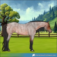 Horse Color:Unknown 