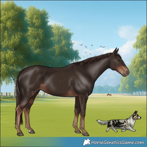 Horse Color:Liver Chestnut 
