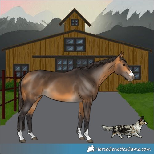 Horse Color:Buckskin