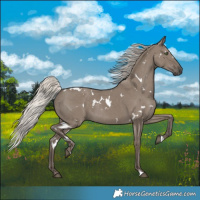 Horse Color:White Spotted Silver Grullo Rabicano 