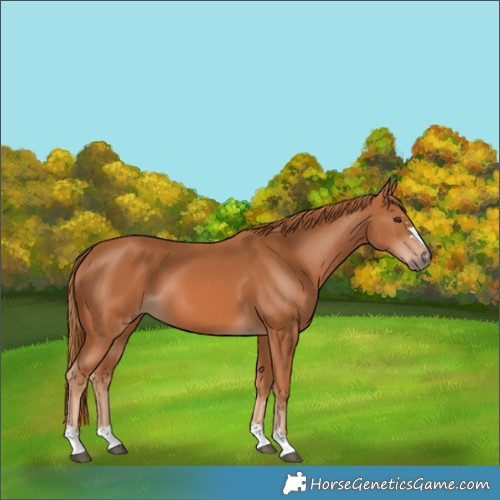 Horse Color:Chestnut 