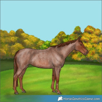 Horse Color:Red Roan 
