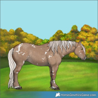 Horse Color:White Spotted Silver Grullo Rabicano 