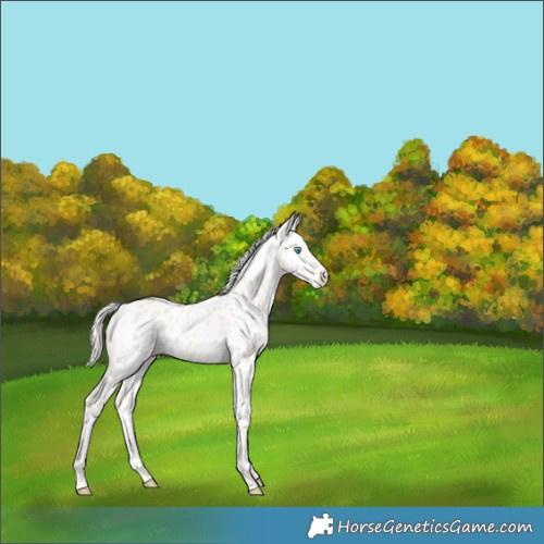 Horse Color:Cremello Appaloosa 