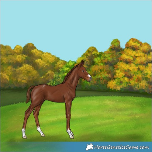 Horse Color:Gray Chestnut Appaloosa 