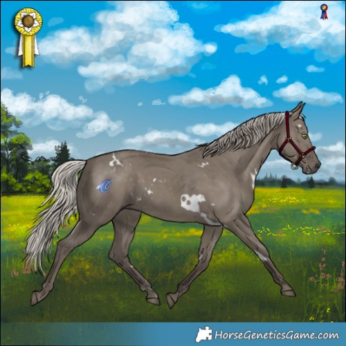 Horse Color:White Spotted Silver Grullo Rabicano 