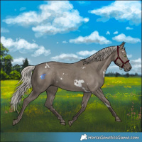 Horse Color:White Spotted Silver Grullo Rabicano 
